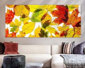 Herfstbladeren op wit van Alexander Baumann