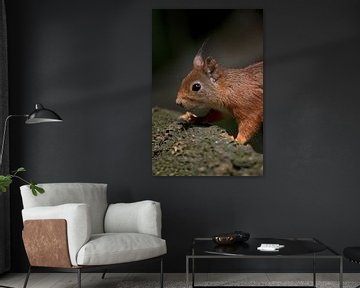 squirrel by emmie van der knokke