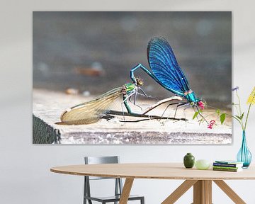 Mating brook damselflies in translucent green and metallic blue