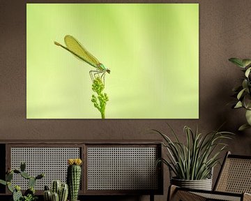 Groen juweeltje in een groene oase