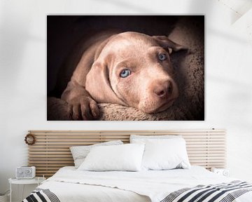 Chiot weimaraner sur Christine Bässler