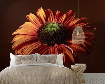 In the light : An Echinacea with warm colours by Marjolijn van den Berg