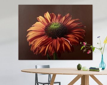 In the light : An Echinacea with warm colours by Marjolijn van den Berg