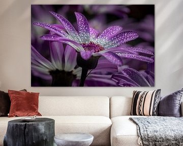 Blume mit Regentropfen