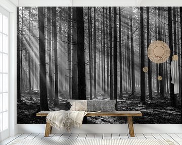 Stray light through the trees in Ardennes by Colico