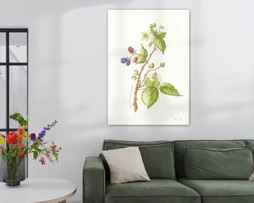 Branche Blackberry sur Esthers Nature Studio