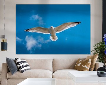 Zilvermeeuw (Larus argentatus) in volle vlucht van Erik Verbeeck