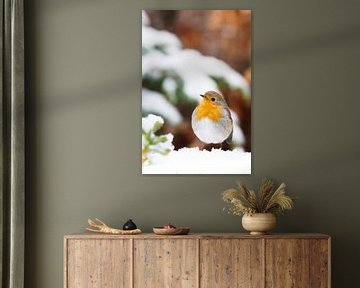Roodborst in de sneeuw van birdwatching_veluwe by Mirjam Boeschen Hospers