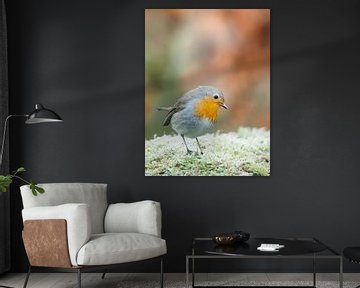 Roodborstje op winters mos van birdwatching_veluwe by Mirjam Boeschen Hospers