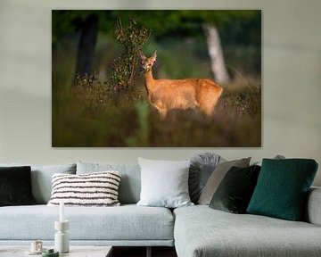 foraging roe goat