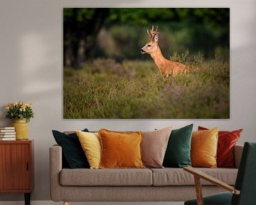 roe buck