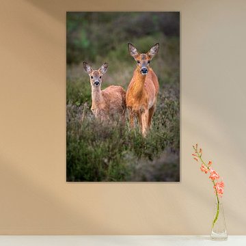 Reh mit Kalb