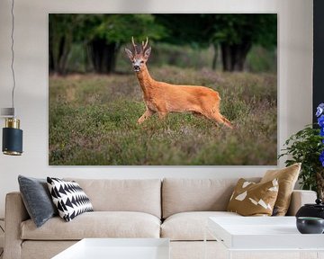roe buck