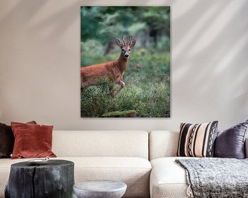 Ree auf der Veluwe von Tom Zwerver