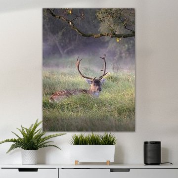 Damhirsch in den Amsterdamer Wasserversorgungsdünen