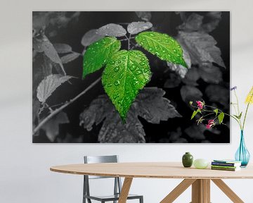 blackandwhite color von artpictures.de