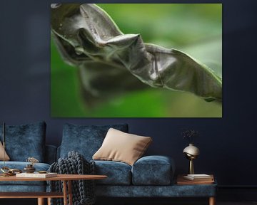 Groene franjes 