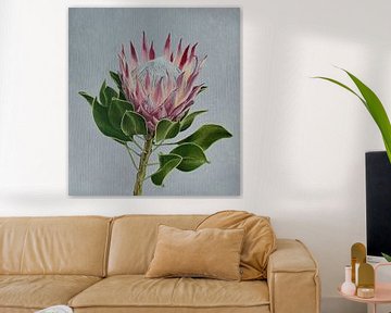 Protea