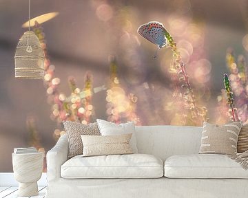 Heideblauwtje, het juweeltje van de heidevelden