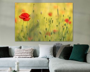 Poppies by Moetwil en van Dijk - Fotografie