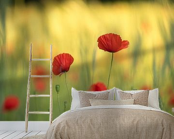 Die Schönheit der Mohnblumen