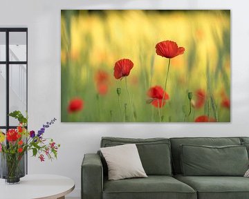 The beauty of poppies by Moetwil en van Dijk - Fotografie