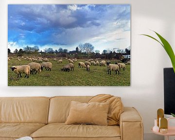 Ferme bio avec des moutons à tête noire dans la Märkische Schweiz sur Silva Wischeropp