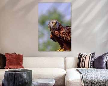 Red Kite by Quirina Kamoen