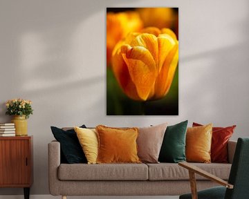 Tulipe d'or sur Photo_Minuscule