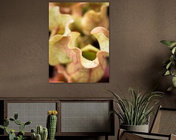 trompetbekerplant