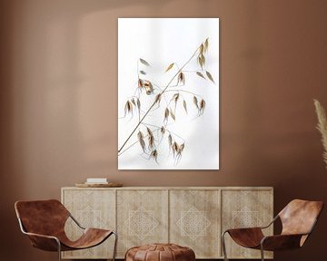 Ornamental wild oats by Hanneke Luit