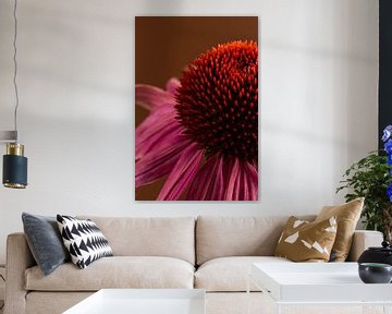 Warme Farben: Die Kraft von Echinacea von Marjolijn van den Berg