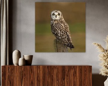 Hibou des marais sur Aldert Verboom