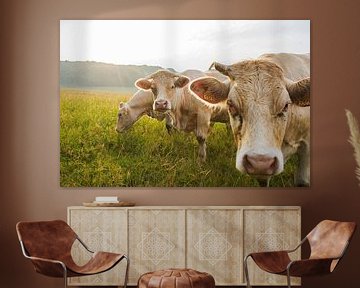 Vaches curieuses dans le pré au coucher du soleil sur Blond Beeld