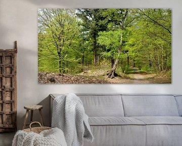 Spring opening in the forest by Corinne Welp