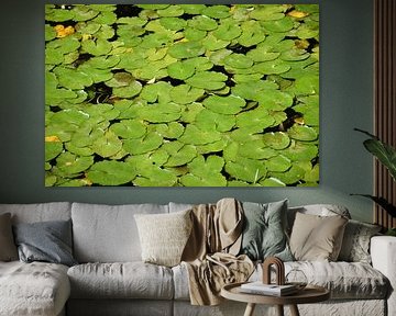 Water lilies in the pond by Claude Laprise