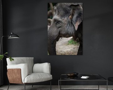 Elephant. by Josmar Colmenares