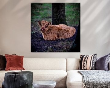 Schotse Hooglander, een mooi kalfje rustend in het gras van Franklin Driessen