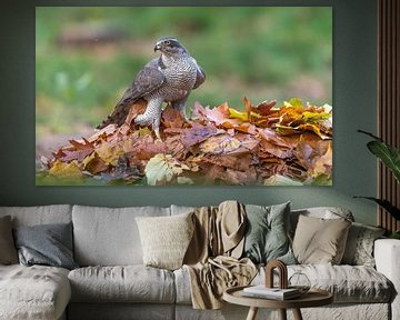 Herbst-Habicht! von Robert Kok