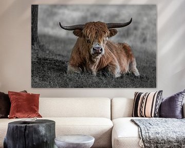 Close-up van een Schotse Hooglander, in kleur en zwart-wit van Franklin Driessen