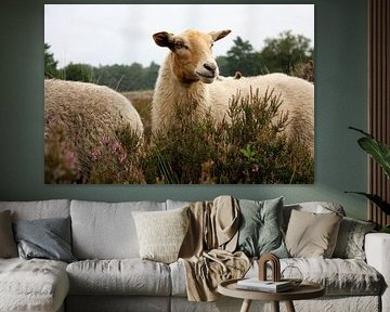 La vie dans la lande - Un mouton, miroir de la nature