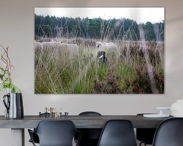 Eyes on the Herd by Marleen Tackenberg – Schaapherder & Natuurliefhebber