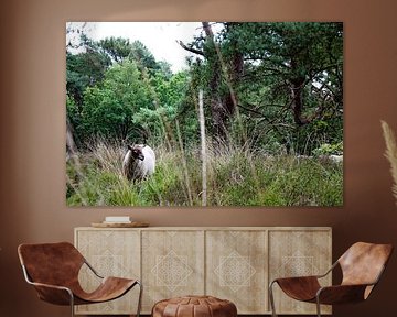 Entre l'herbe et la bruyère