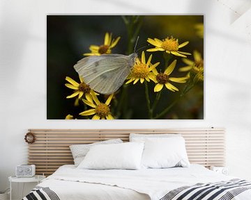 Le petit blanc veiné ou Pieris napi sur une fleur jaune sur W J Kok