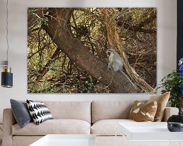 Monkey eating in the tree by Jelle Overgaauw