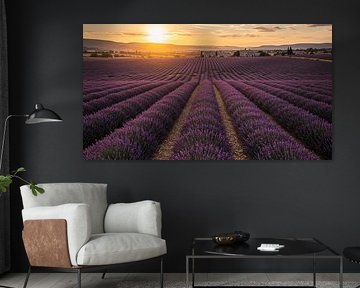 Lavendelveld in gouden licht