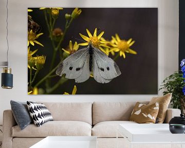 Le petit blanc veiné ou Pieris napi sur une fleur jaune sur W J Kok