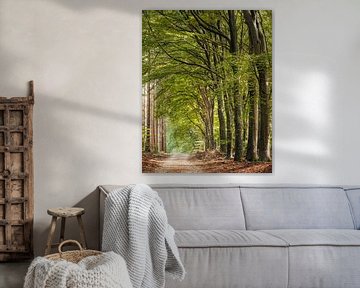 Zonnige boslaan in Speulderbos van Marcel van Oene