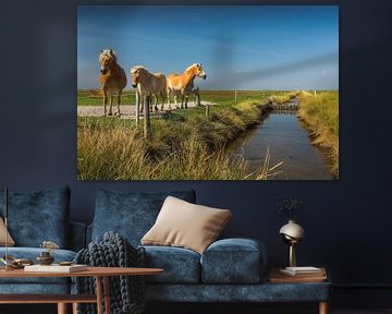 Horses on the Hallig Hooge in the North Sea by Conny Pokorny