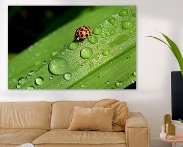 A ladybird in the garden after the rain by Claude Laprise